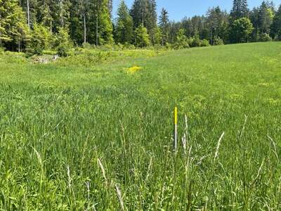 Grundstück kaufen in 9581 Ledenitzen (Bild 4)