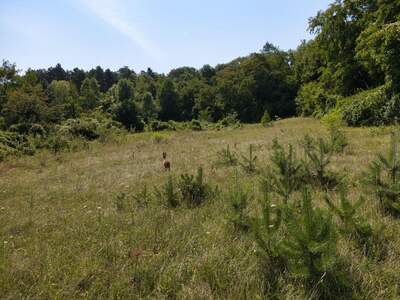 Grundstück kaufen in 2102 Hagenbrunn (Bild 5)