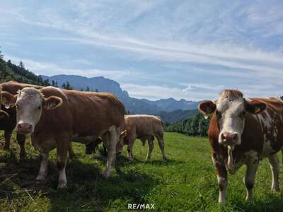 Gewerbeobjekt kaufen in 4563 Micheldorf