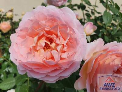 Mietwohnung in 4615 Holzhausen