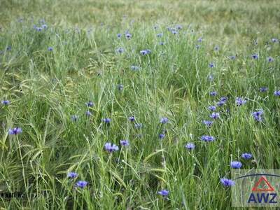 Gewerbeobjekt kaufen in 5242 Aspach