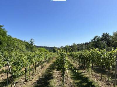 Gewerbeobjekt kaufen in 3483 Feuersbrunn (Bild 2)