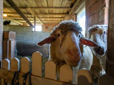 Einfamilienhaus kaufen in 3053 Laaben (Bild 5)