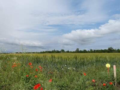 Grundstück kaufen in 2474 Gattendorf