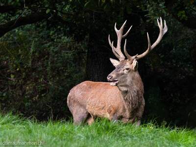 Gewerbeobjekt kaufen in 2082 Merkersdorf