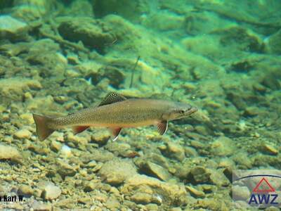 Grundstück kaufen in 5251 Höhnhart