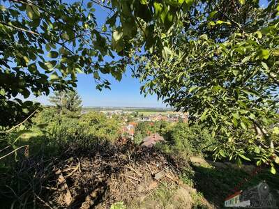Einfamilienhaus kaufen in 3433 Königstetten (Bild 3)