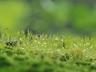 Grundstück kaufen in 2492 Eggendorf