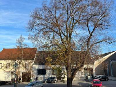 Terrassenwohnung mieten in 3701 Großweikersdorf (Bild 4)
