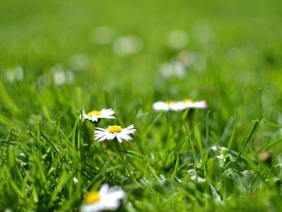 Grundstück kaufen in 4844 Regau