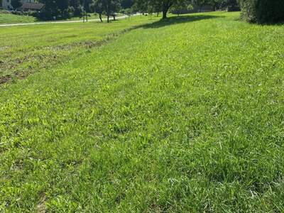 Grundstück kaufen in 4209 Engerwitzdorf (Bild 5)