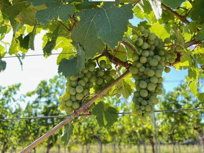 Gewerbeobjekt kaufen in 3491 Straß (Bild 5)