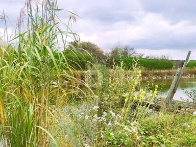 Gewerbeobjekt kaufen in 7064 Oslip (Bild 2)