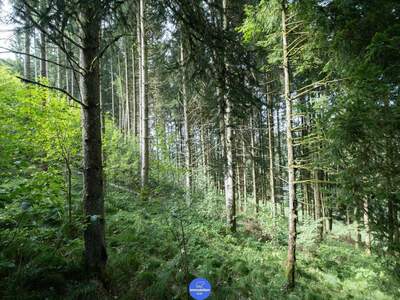 Gewerbeobjekt kaufen in 4083 Haibach