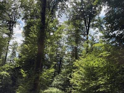 Gewerbeobjekt kaufen in 8181 Arndorf