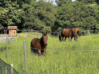Haus kaufen in 2384 Breitenfurt
