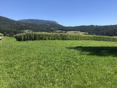 Grundstück kaufen in 8045 Weinitzen (Bild 3)