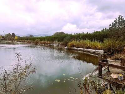 Gewerbeobjekt kaufen in 7064 Oslip (Bild 4)