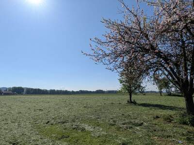 Grundstück kaufen in 5223 Pfaffstätt