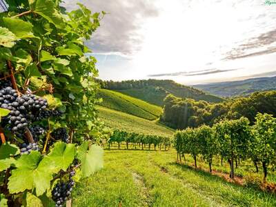 Grundstück kaufen in 8444 Reith