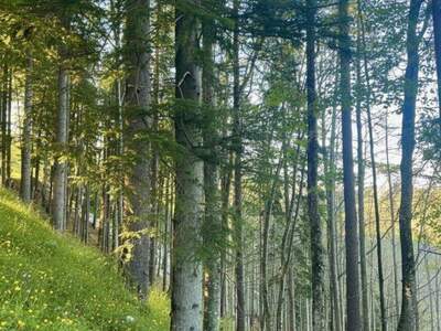 Gewerbeobjekt kaufen in 8614 Breitenau