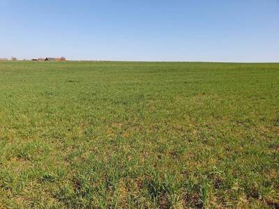 Grundstück kaufen in 5133 Gilgenberg