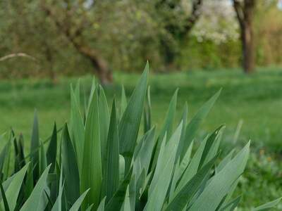 Haus mit Garten kaufen in 4622 Eggendorf (Bild 3)