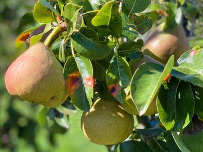 Haus kaufen in 3032 Eichgraben (Bild 4)