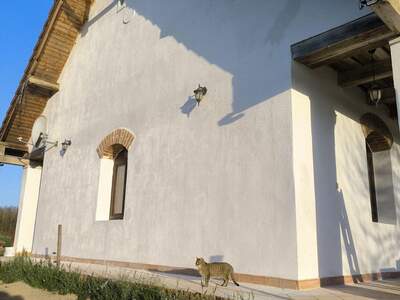 Gewerbeobjekt kaufen in 9533 Nemesszalók (Bild 3)