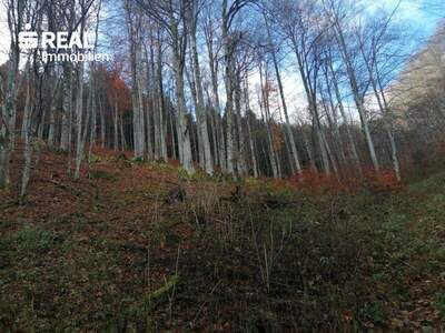 Grundstück kaufen in 3295 Lackenhof (Bild 2)