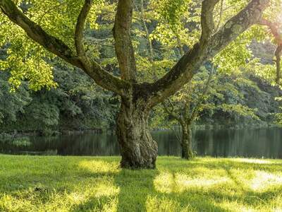 Grundstück kaufen in 4152 Sarleinsbach