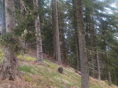 Gewerbeobjekt kaufen in 9542 Verditz (Bild 4)