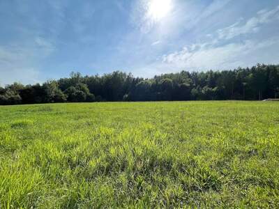 Grundstück kaufen in 8181 Sankt Ruprecht