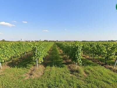 Haus kaufen in 1220 Wien