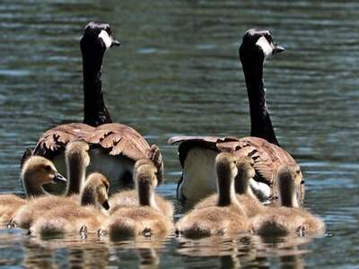 Mietwohnung in 9473 Lavamünd