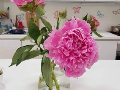 Wohnung provisionsfrei mieten in 4820 Bad Ischl