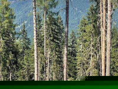 Gewerbeobjekt kaufen in 8861 Sankt Georgen (Bild 4)