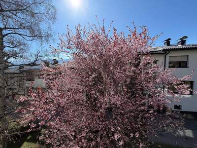 Anlageobjekt kaufen in 6020 Innsbruck