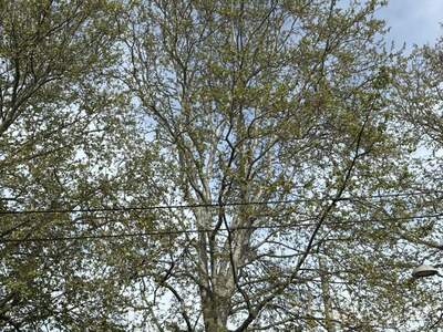 Wohnung mit Balkon mieten in 8020 Graz (Bild 4)