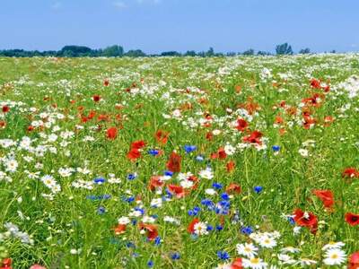 Anlageobjekt kaufen in 2732 Willendorf