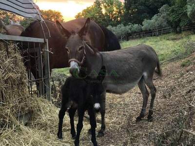 Haus kaufen in 6081 Assisi (Bild 2)
