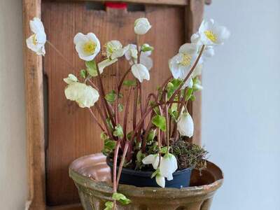 Terrassenwohnung kaufen in 3500 Krems (Bild 4)