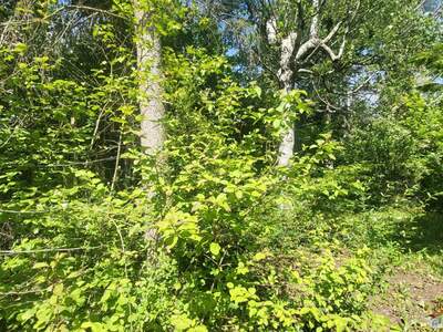 Einfamilienhaus kaufen in 2723 Muthmannsdorf (Bild 2)