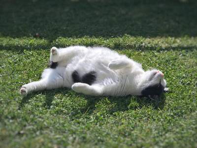 Mietwohnung provisionsfrei in 2002 Großmugl