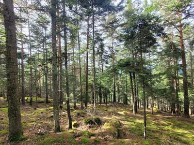 Jagd- und Forstwirtschaft kaufen in 3650 Pöggstall (Bild 4)