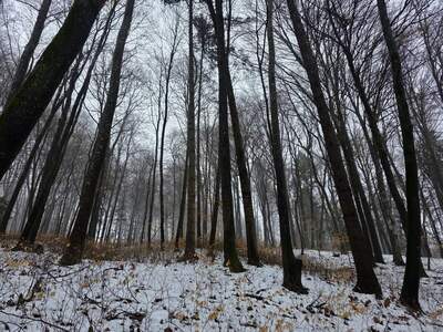 Gewerbeobjekt kaufen in 8382 Mogersdorf
