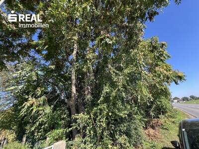 Grundstück kaufen in 2230 Gänserndorf (Bild 5)