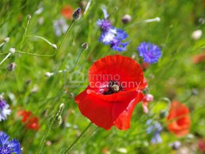 Grundstück kaufen in 2273 Hohenau