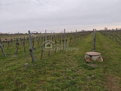 Gewerbeobjekt kaufen in 7142 Illmitz