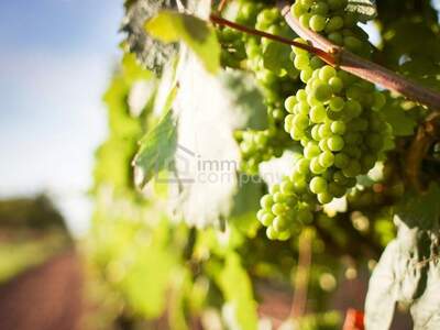 Gewerbeobjekt kaufen in 1100 Wien